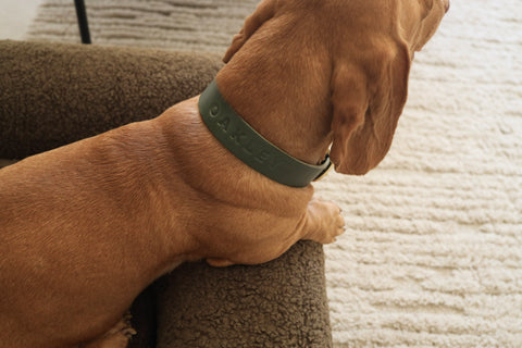 Personalised Collar - Olive