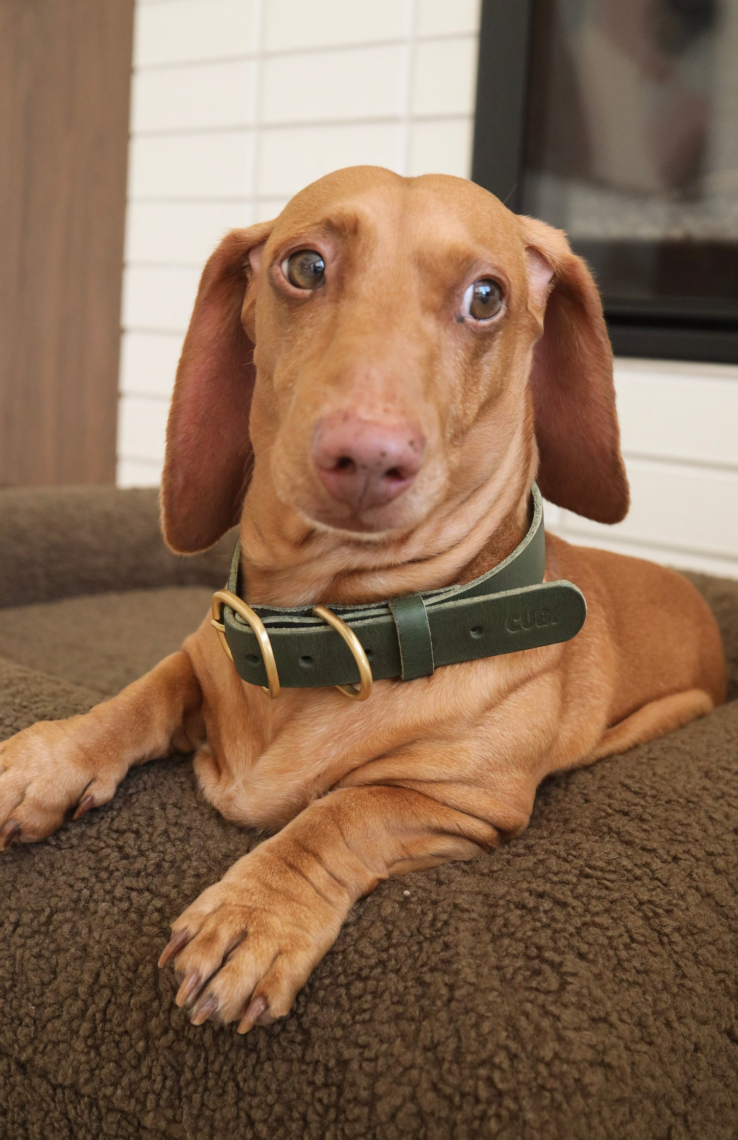 Personalised Collar - Olive
